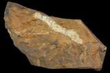 Paleocene Fossil Fruit (Palaeocarpinus) - North Dakota #97930-1